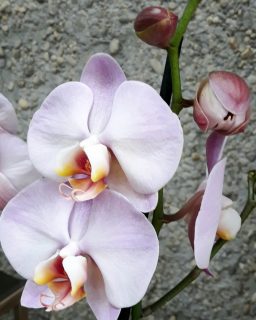 Orchidée 3 (Copier)