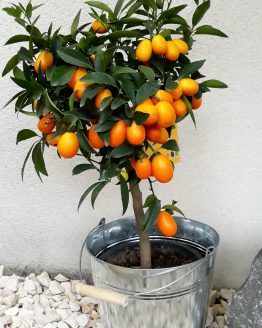 Kumquat (1)